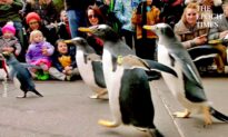 Parade of Penguins Strut Their Stuff in Pittsburgh
