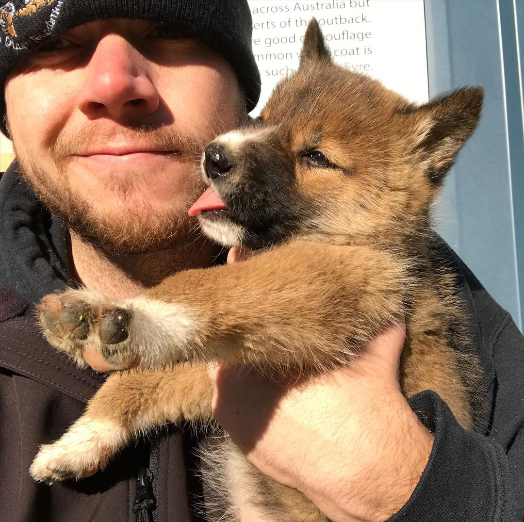 Wounded ‘Pup’ Dropped Into Lady’s Yard by Bird Turns Out to Be Rare Dingo Down Under