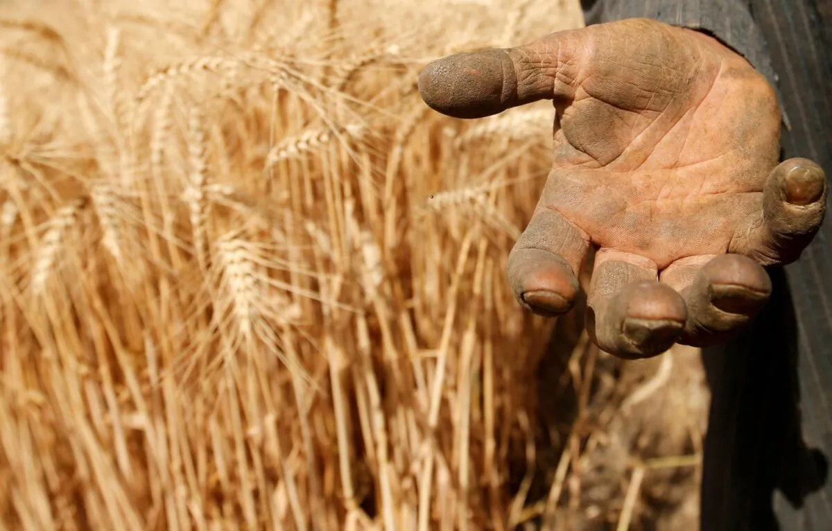 A farmer shows his hand as he harvests wheat on Qalyub farm in the El-Kalubia governorate, northeast of Cairo, Egypt, on May 1, 2016. (Amr Abdallah Dalsh/Reuters)