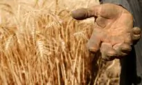 World Food Prices Hit 10-Year Peak: FAO