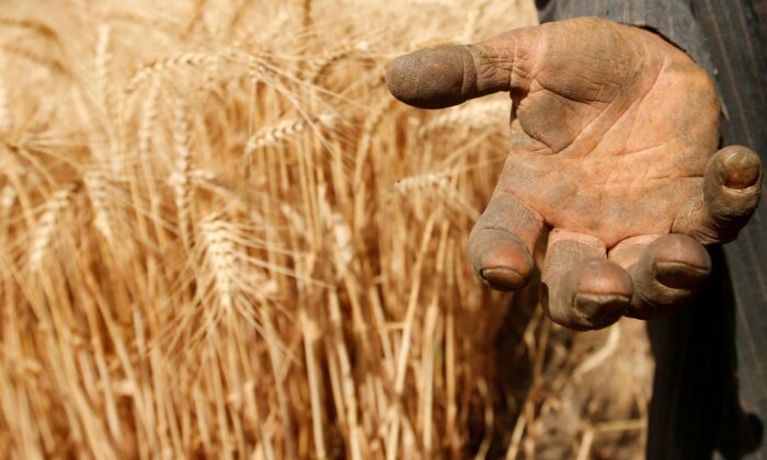 A farmer shows his hand as he harvests wheat on Qalyub farm in the El-Kalubia governorate, northeast of Cairo, Egypt on May 1, 2016. (Amr Abdallah Dalsh/Reuters)
