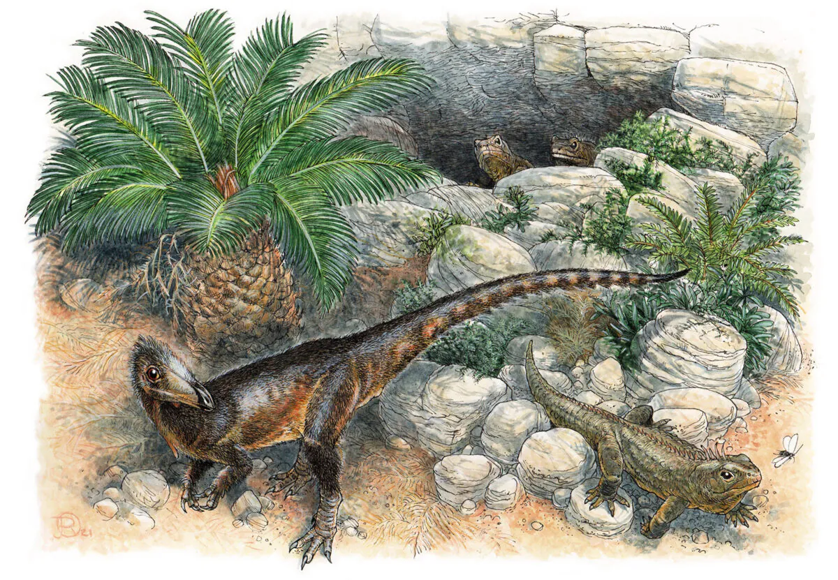 An undated illustration of the oldest known meat-eating dinosaur from the UK—a chicken sized animal that would have been one meter (3 feet) long with its tail. (James Robbins/Natural History Museum via PA)