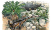 Tiny Meat-Eating Dinosaur Discovered
