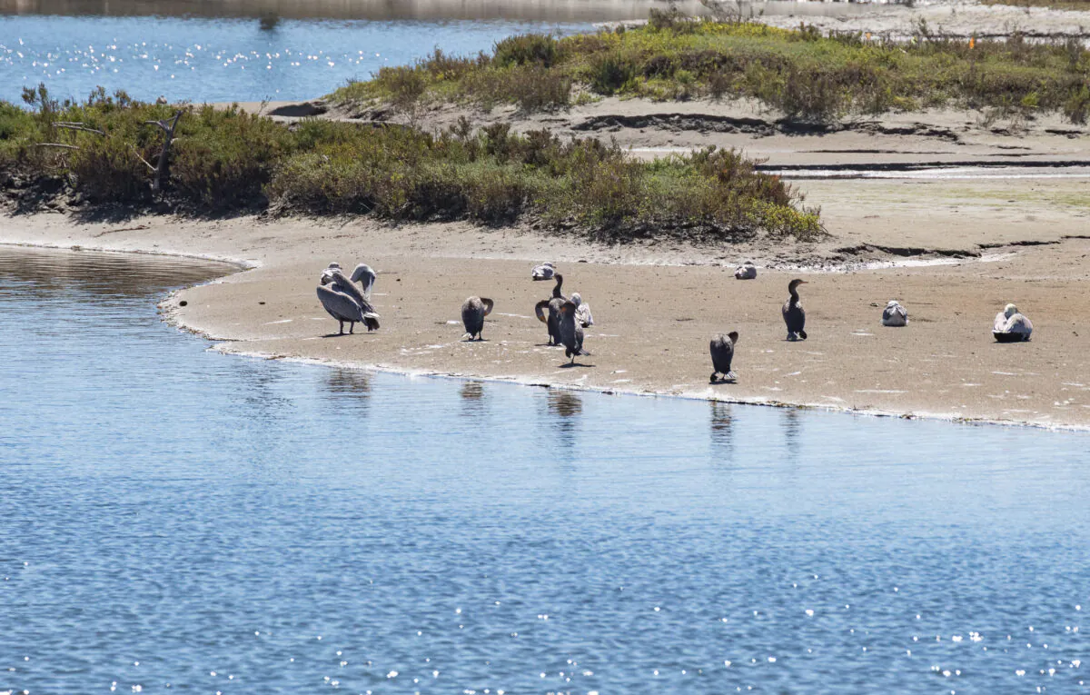 Birds line the shore of the Huntington Beach Wetlands after an oil spill on Oct. 6, 2021. (John Fredricks/The Epoch Times)