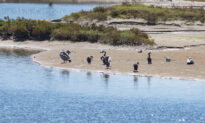 Huntington Beach Again Considers Annexing Bolsa Chica Ecological Preserve