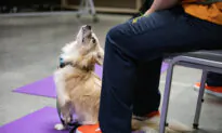 Inmate-Trained Canines Graduate from Sheriff COLLAR Program