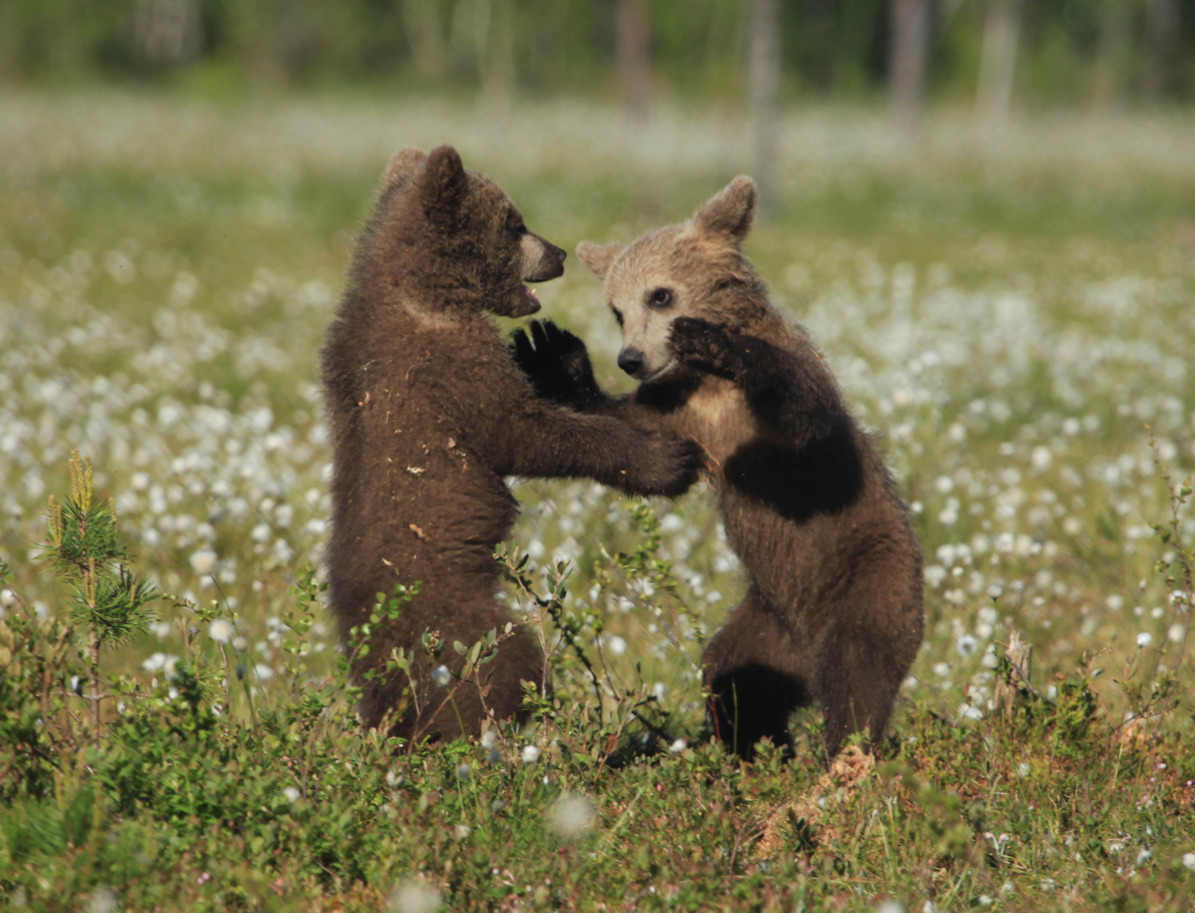 Epoch Times Photo