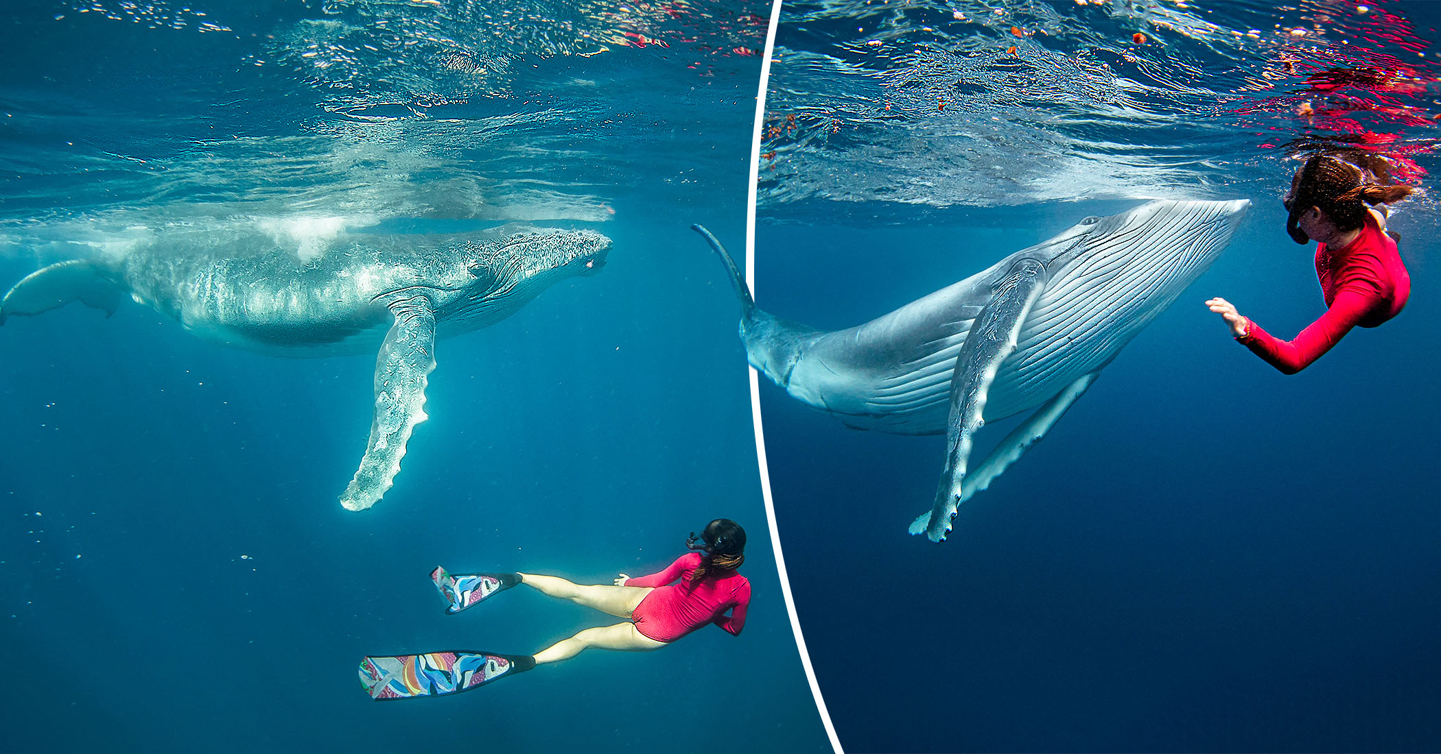 Incredible Photoshoot Shows Diver’s Breathtaking Closeup Encounter With