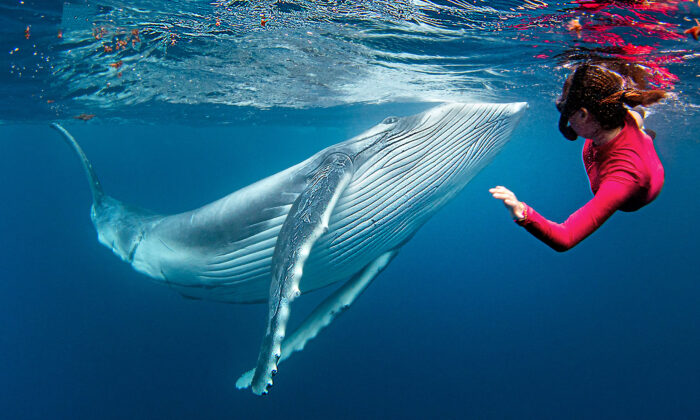 Incredible Photoshoot Shows Divers Breathtaking Closeup Encounter With Humpback Whale Calf