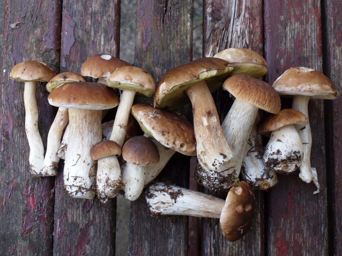 Порчини грибы