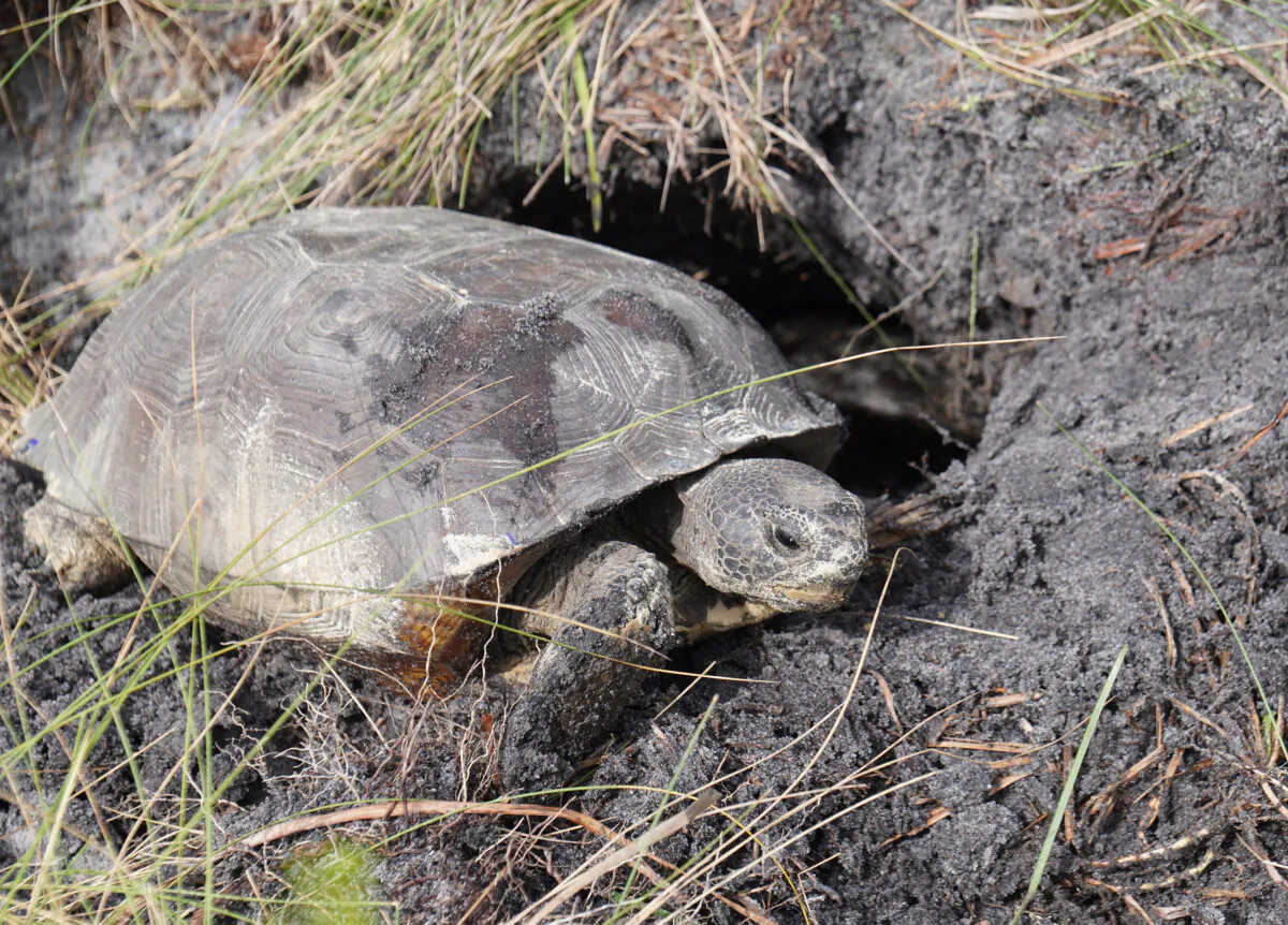 A Gopher tortoise makes itself at home at a Lyke's Brothers relocation site in Florida on Oct. 8, 2021. (Jann Falkenstern/The Epoch Times)