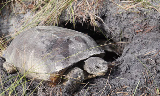 It’s Relocation, Relocation, Relocation for Florida’s Threatened Tortoises