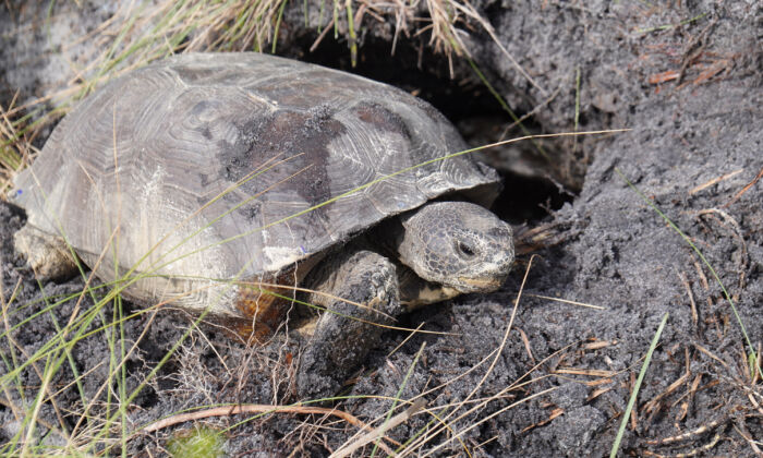 A Gopher tortoise makes itself at home at a Lyke's Brothers relocation site in Florida on Oct. 8, 2021. (Jann Falkenstern/  Pezou)