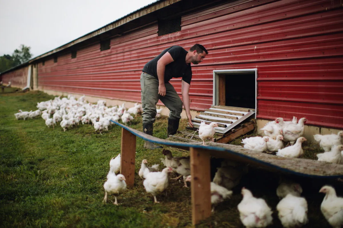 Tim Rothwell, who raises organic chickens for Farmer Focus, is seen at Mountain Haven Farm in Fulks Run, Va., in March 2018. (Farmer Focus/Handout via REUTERS)