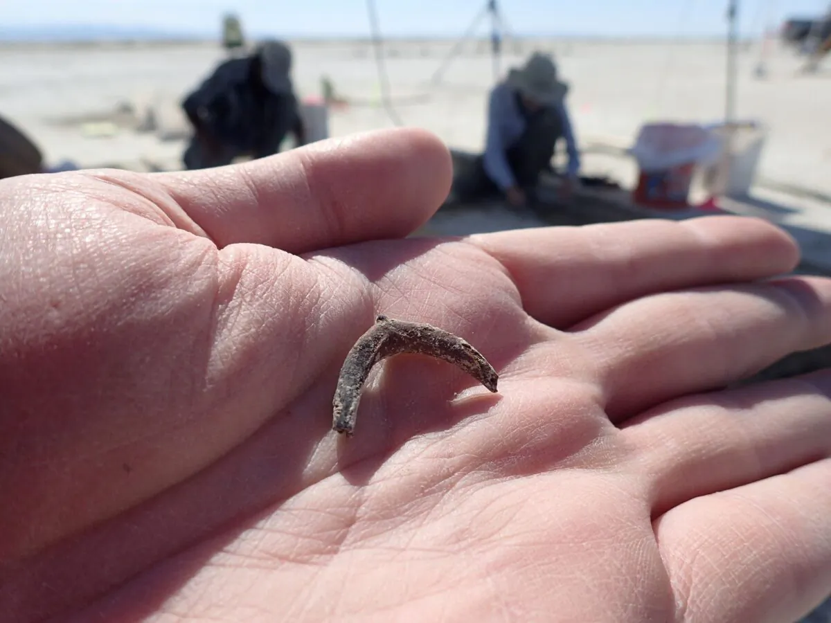 A duck wishbone is seen in the palm of archaeologist Daron Duke's hand at the location of an ancient hearth dating to 12,300 years ago at the Wishbone site in Great Salt Lake Desert in northern Utah, U.S., on Oct. 11, 2021. (Daron Duke/Handout via Reuters)