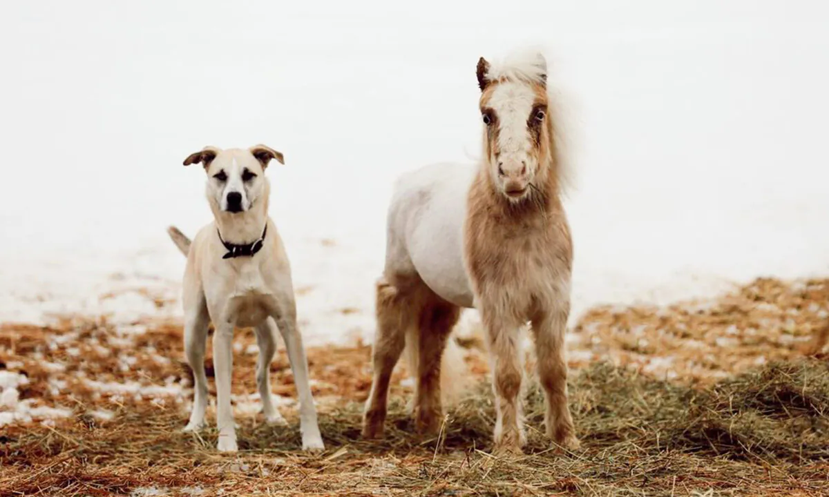 (Courtesy of freedomrideequine)