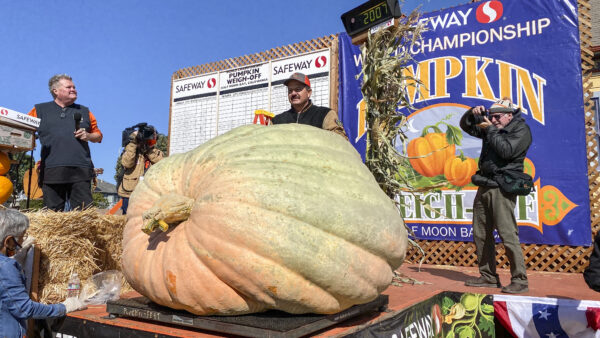 2,350 lb 'Tiger King' pumpkin carved for Anoka Halloween parade