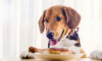 Dogs That Eat High-Fat Snacks Risk Pancreatitis