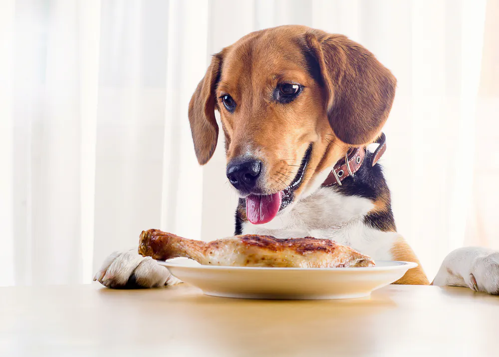 Many cases of pancreatitis develop after ingestion of high-fat human food. (Tatjana Baibakova/Shutterstock)