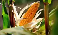 Crops Slide as USDA Lifts Output Forecasts