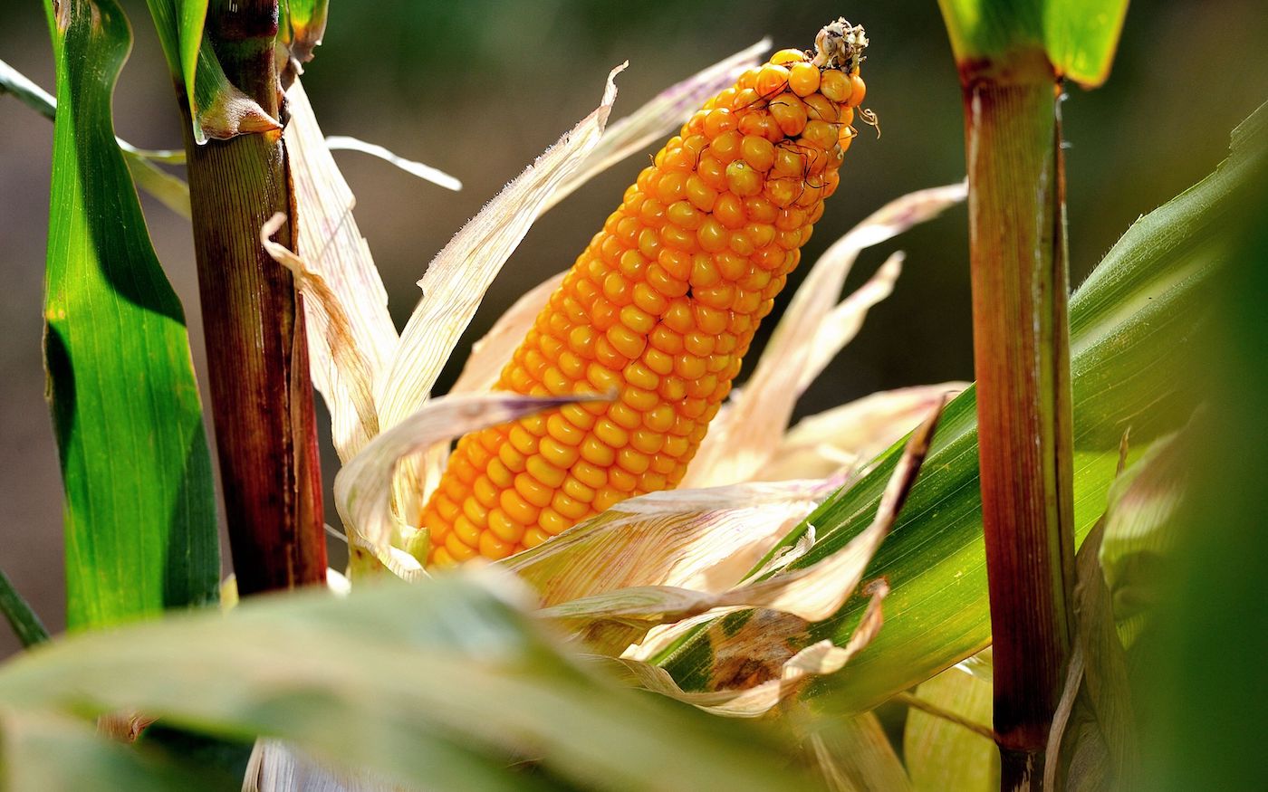 Crops Slide as USDA Lifts Output Forecasts - Vimarsana News