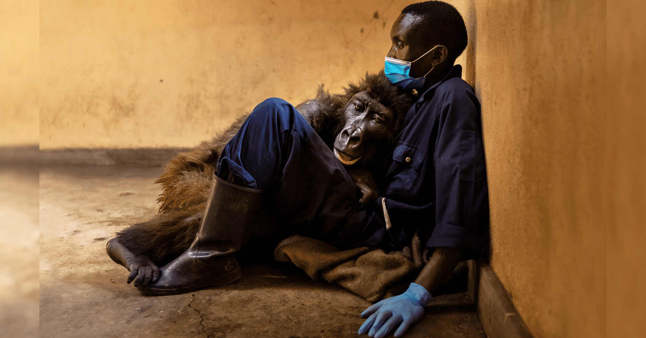 Orphaned Mountain Gorilla, 14, Dies in the Arms of Her Caretaker: 'I Loved Her Like a Child' - Vimarsana News