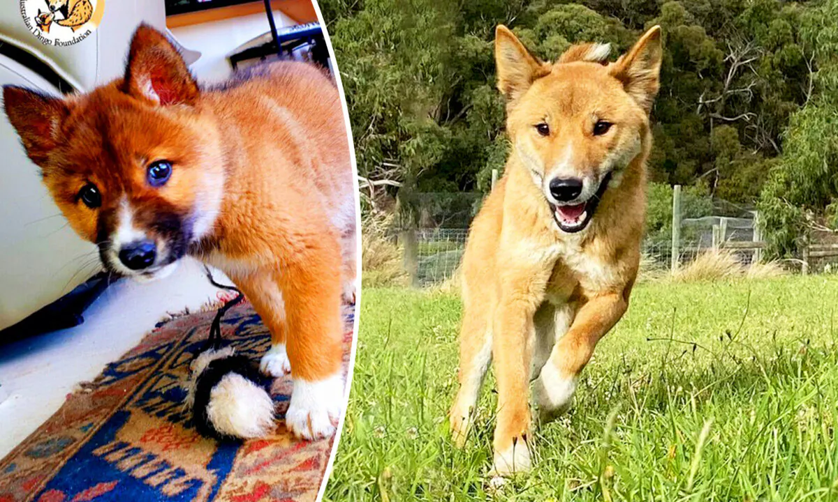 (Courtesy of Australian Dingo Foundation)