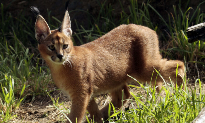 A male caracal cat native to Africa explores his new habitat at the Oregon Zoo in Portland, Ore., on Sept. 1, 2011. (Don Ryan/AP Photo, File)