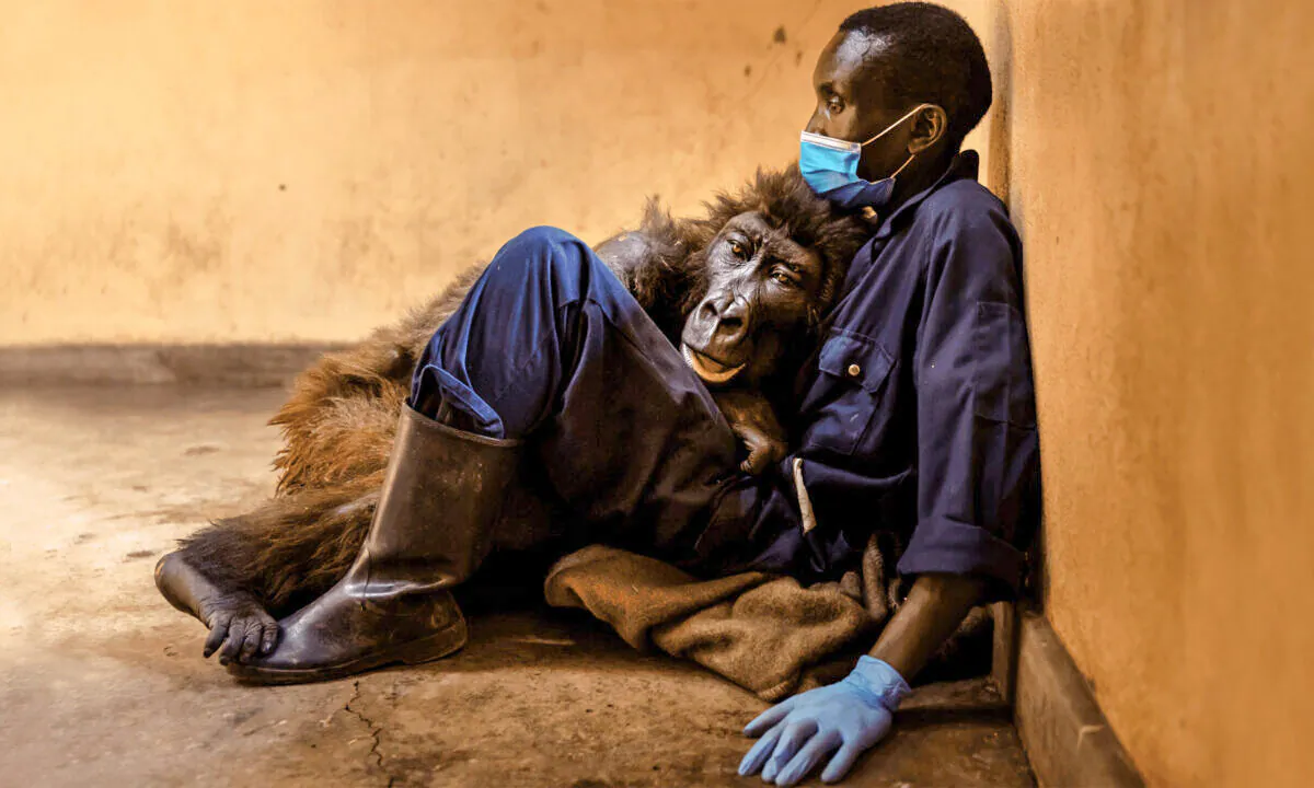 (Courtesy of Brent Stirton/Virunga National Park)
