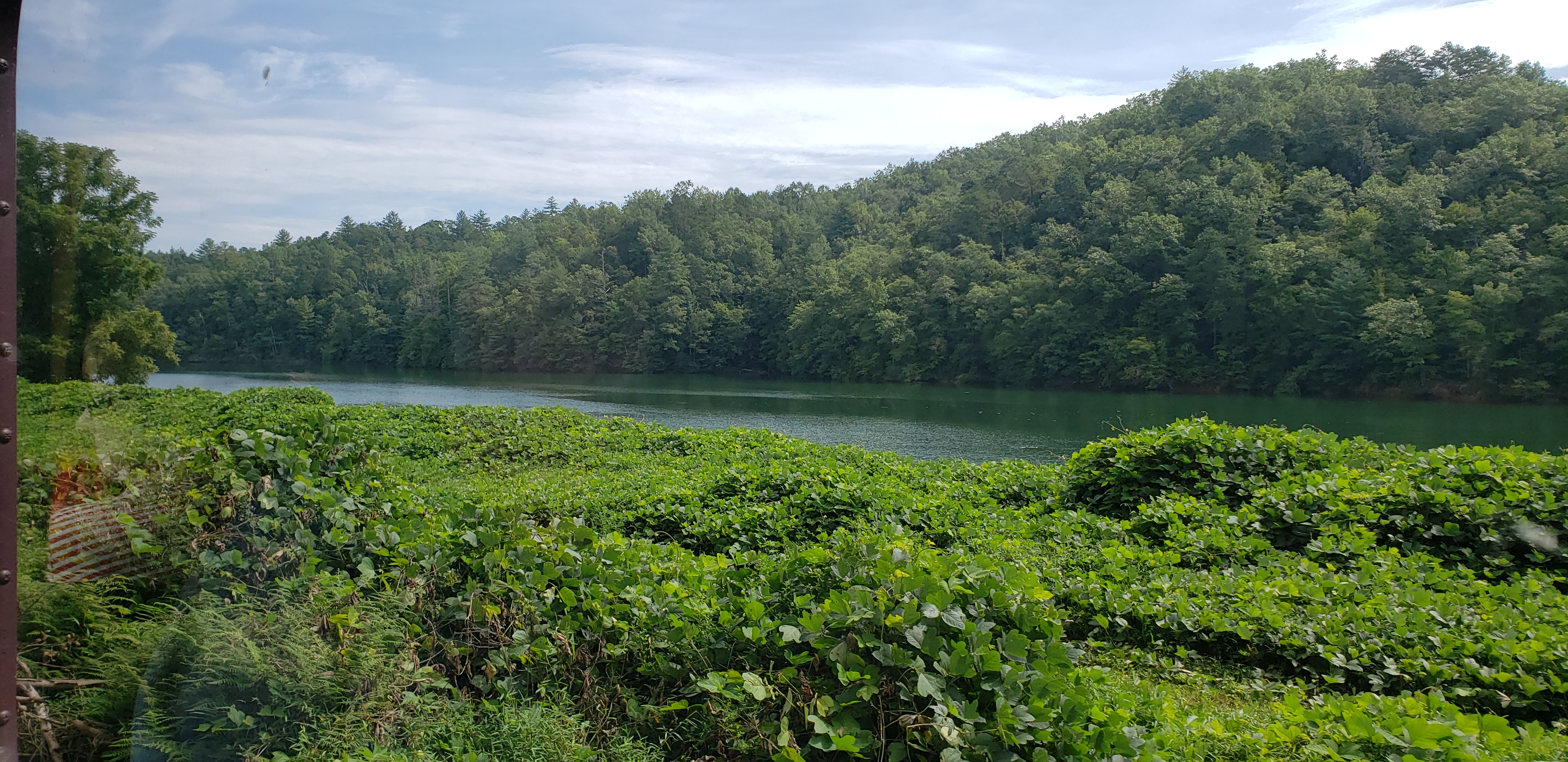 Photo 12_Kudzu