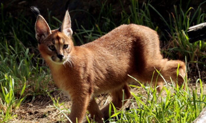 A male caracal cat native to Africa explores his new habitat at the Oregon Zoo in Portland, Ore., on Sept. 1, 2011. (Don Ryan File/AP Photo)