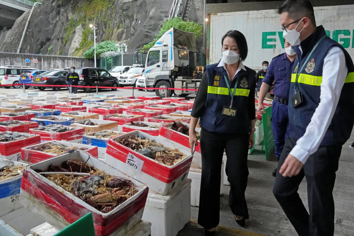 Hong Kong Customs officials display Australian lobsters seized during an anti-smuggling operation in Hong Kong, on Oct. 15, 2021. (Kin Cheung/AP Photo)