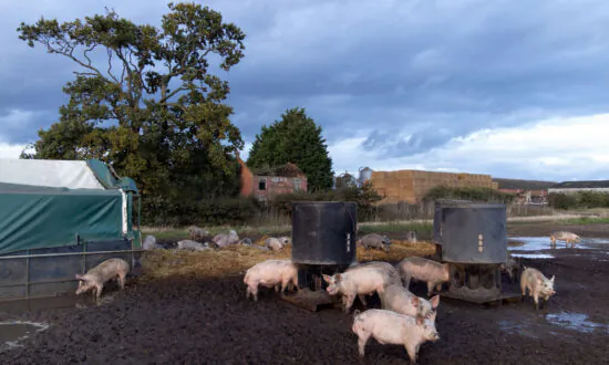 UK to Issue Visas to up to 800 Extra Foreign Pork Butchers