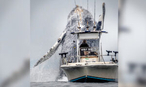 Woman Leaves Corporate Life to Snap Breathtaking Shots of Humpback Whales Breaching in Alaska