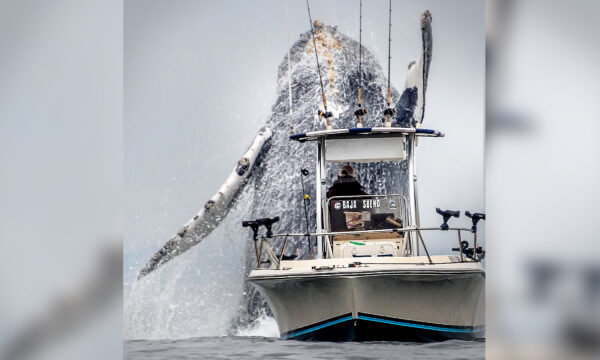 Huge Humpback Whale Suddenly Bursts Into the Air Beside Boat, Leaves Sailors Shocked