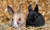 Sterilizing Pet Rabbits Has Medical and Behavioral Benefits
