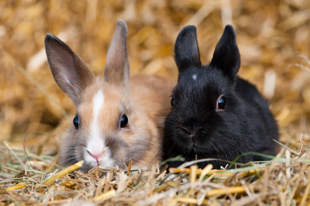 Sterilized rabbits live longer and behave better than unsterilized rabbits. (Dora Zett/Shutterstock)