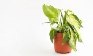 Diagnosing Plant Problems