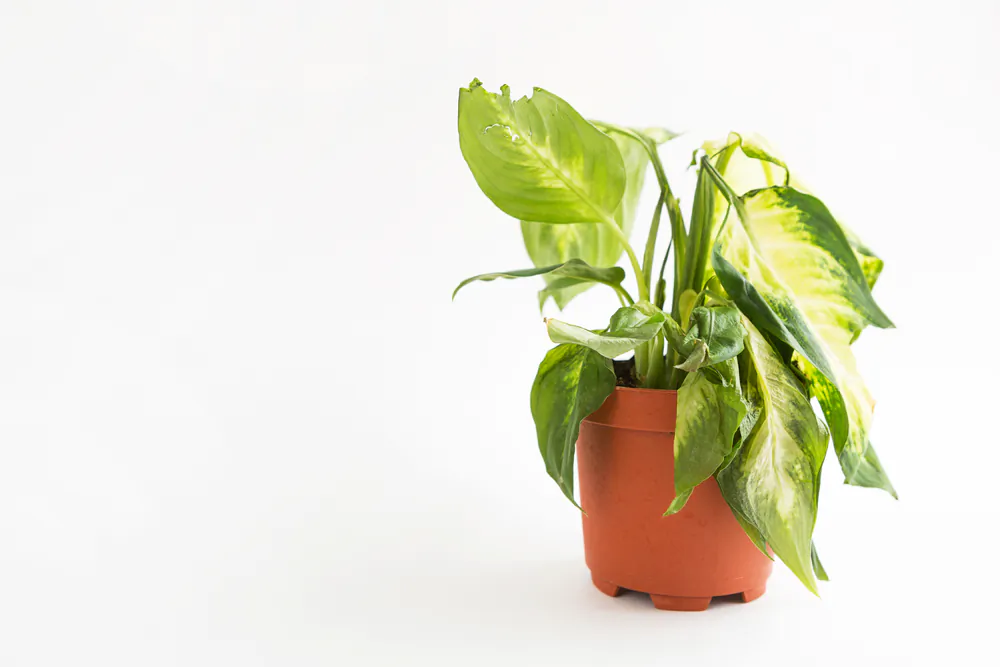 I tell people all the time that there are only three things that affect plants: insects, diseases, and everything else. (Simol1407/Shutterstock)