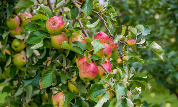 An apple tree will produce a lifetime of fruit, and you only have to plant it one time. So you’d better do a good job. (photosounds/Shutterstock)