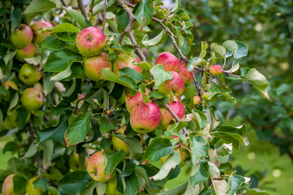 An apple tree will produce a lifetime of fruit, and you only have to plant it one time. So you’d better do a good job. (photosounds/Shutterstock)