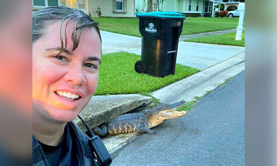 Police Officer’s Selfie ‘Photobombed’ by Smiling Alligator Stuck in Storm Drain in Florida