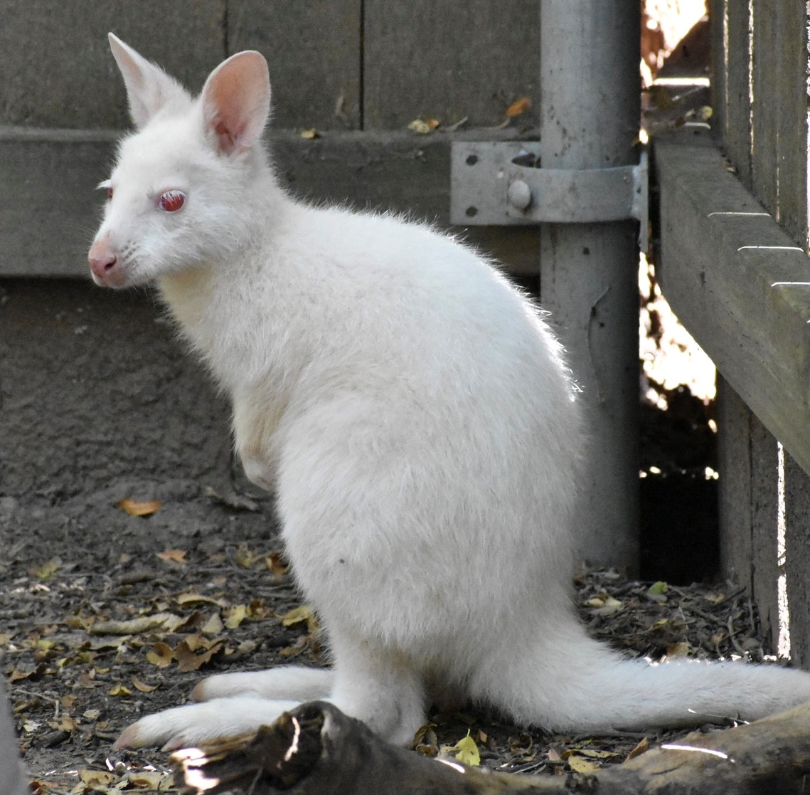 Sự đáng yêu và dễ thương của chuột túi còn được tôn lên với tông màu trắng trong bức ảnh này. Ngắm nhìn chúng trong những hoạt động vui nhộn và đáng yêu, bạn sẽ cảm thấy thật bình an và thư thái.