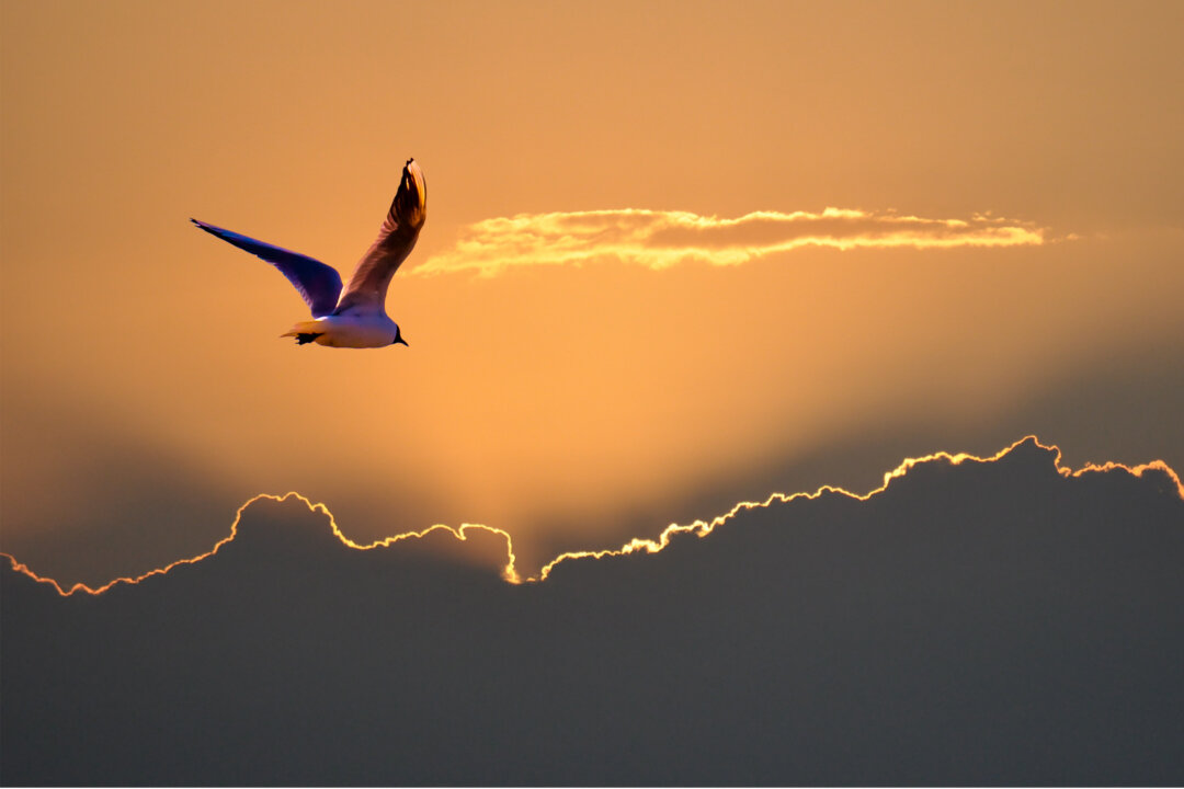 COVID-19 has upended our lives, but look beyond that and you’ll find opportunity amid the hardship. (BigDane/Shutterstock)