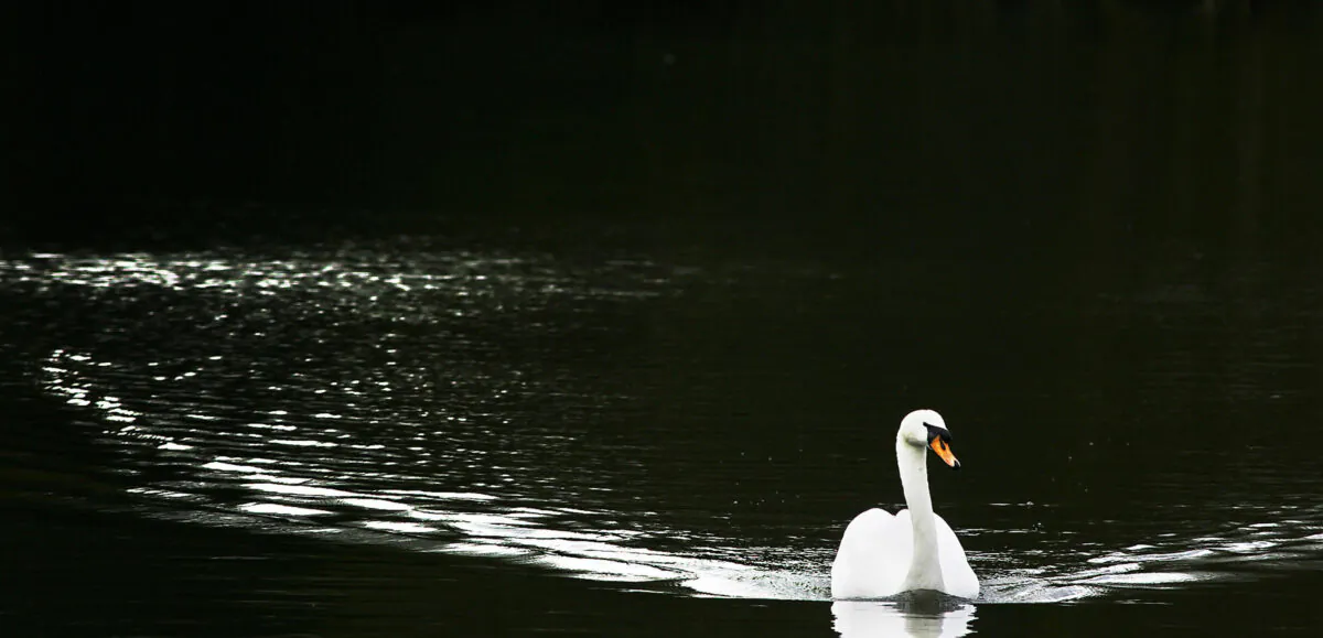 A swan swims through a lake in the grounds of Osterley Park, a National Trust property in Isleworth Middlesex, west of London, on April 7, 2006. (Adrian Dennis/AFP via Getty Images)