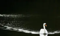Rare Bird-Flu Outbreak Jumps to Mammals at Wildlife Center