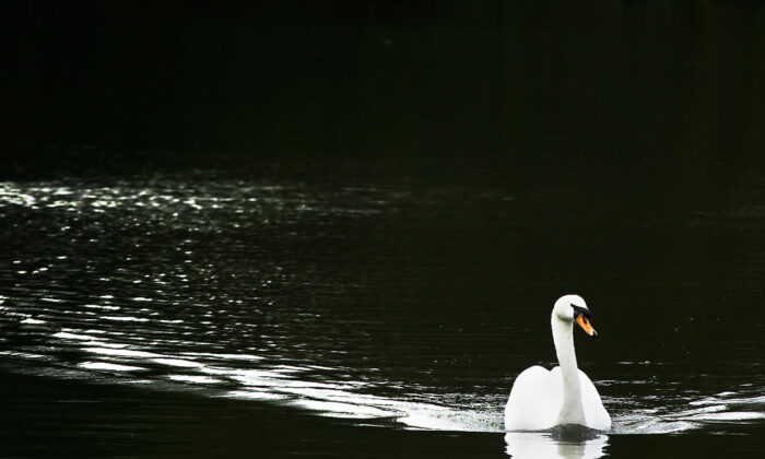 A swan swims through a lake in the grounds of Osterley Park, a National Trust property in Isleworth Middlesex, west of London, on April 7, 2006. (Adrian Dennis/AFP via Getty Images)