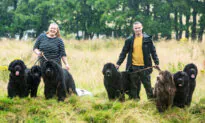 Couple Share Their Home With 7 Huge Newfoundland Dogs: ‘They Aren’t the Breed for Everyone’