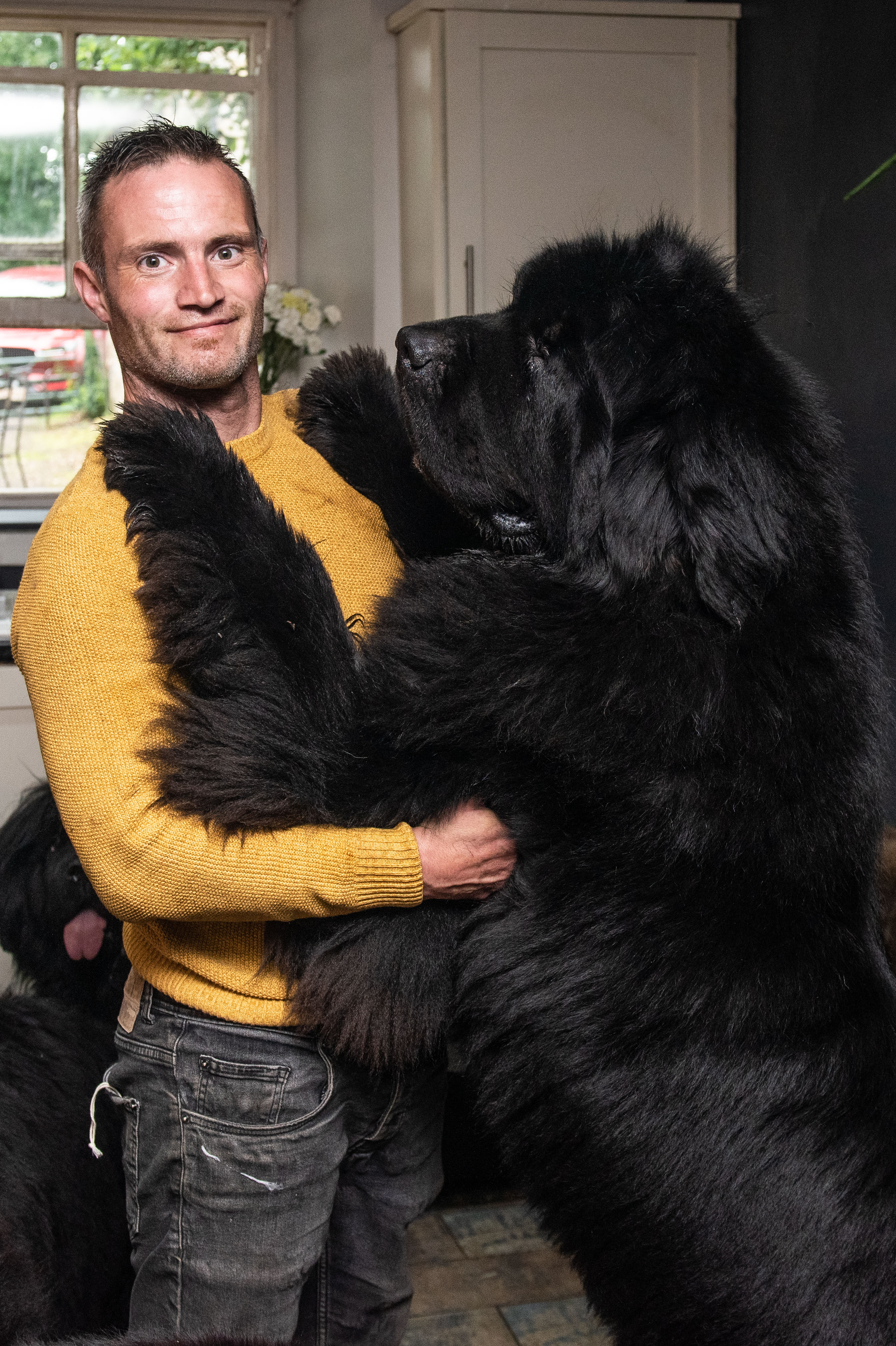 Large hotsell newfoundland dog