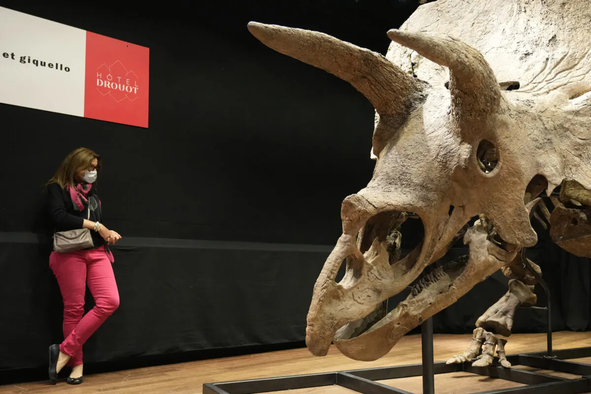 A woman stands next to the world's biggest triceratops skeleton, known as "Big John," during its auction in Paris, on Oct. 21, 2021. (Francois Mori/AP Photo)